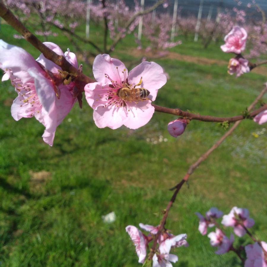 Agriturismo Fior Di Maggio Pescantina Kültér fotó